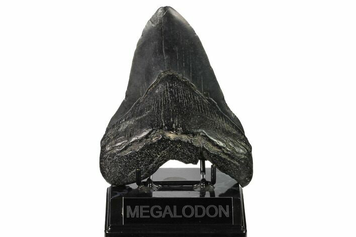Huge, Fossil Megalodon Tooth - South Carolina #171117